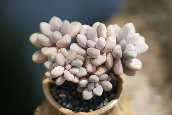 室內(nèi)適養(yǎng)多肉適合什么花盆_室內(nèi)適養(yǎng)多肉適合什么花_多肉適不適合在室內(nèi)養(yǎng)