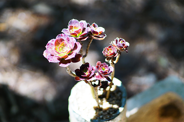 多肉適不適合在室內(nèi)養(yǎng)_室內(nèi)適養(yǎng)多肉適合什么花_室內(nèi)適養(yǎng)多肉適合什么花盆