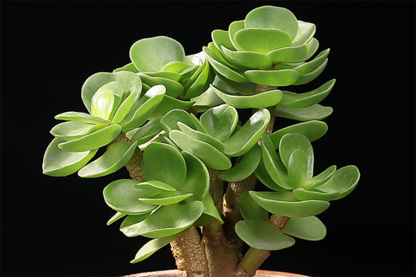 室內(nèi)適養(yǎng)多肉適合什么花盆_多肉適不適合在室內(nèi)養(yǎng)_室內(nèi)適養(yǎng)多肉適合什么花