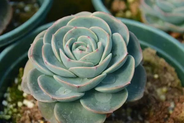 哪些多肉植物適合在室內(nèi)養(yǎng)_室內(nèi)養(yǎng)植物多肉適合什么土壤_室內(nèi)養(yǎng)植物多肉適合什么花盆