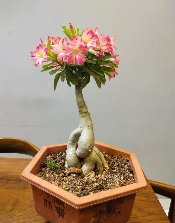 玫瑰花多肉植物_多肉玫瑰花_多肉玫瑰系列哪些值得養(yǎng)