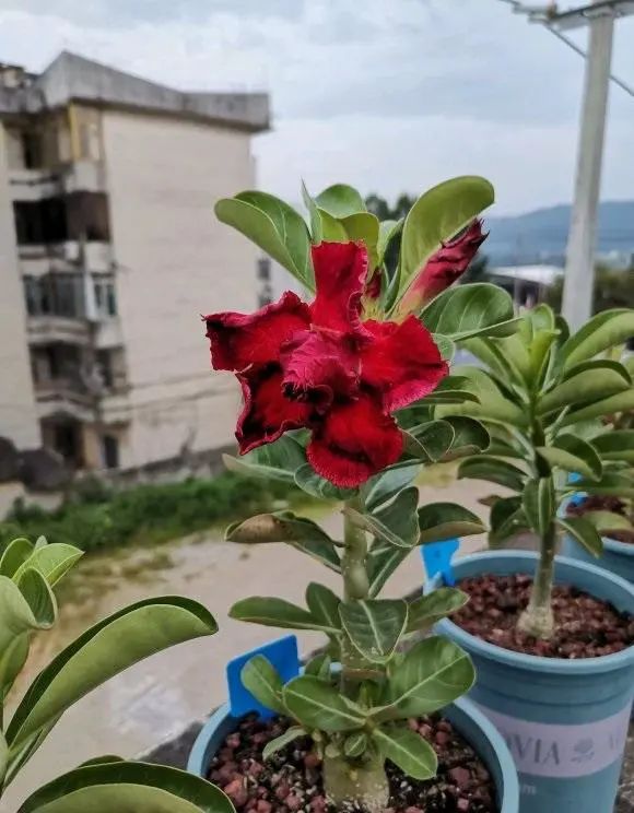 玫瑰花多肉植物_多肉玫瑰系列哪些值得養(yǎng)_多肉玫瑰花