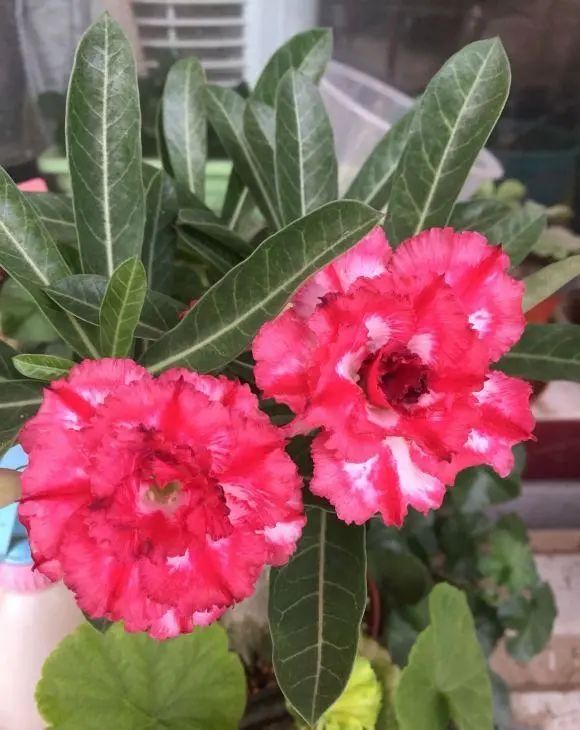 多肉玫瑰系列哪些值得養(yǎng)_玫瑰花多肉植物_多肉玫瑰花