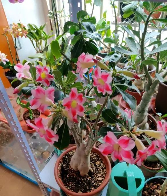 多肉玫瑰花_多肉玫瑰系列哪些值得養(yǎng)_玫瑰花多肉植物