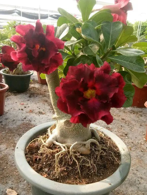 多肉玫瑰花_玫瑰花多肉植物_多肉玫瑰系列哪些值得養(yǎng)