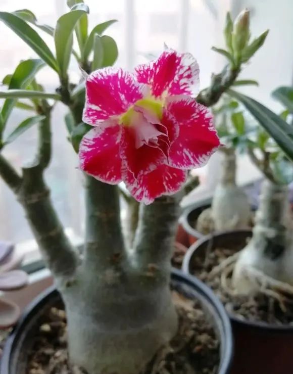 多肉玫瑰花_玫瑰花多肉植物_多肉玫瑰系列哪些值得養(yǎng)