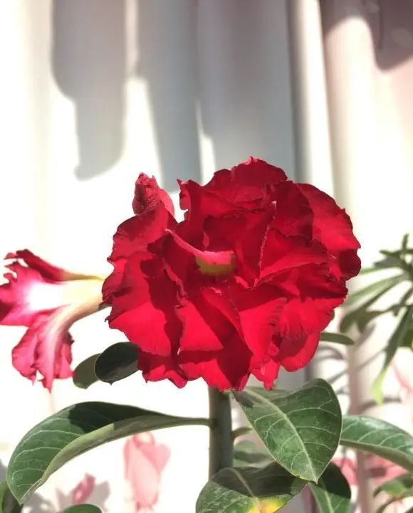 多肉玫瑰花_多肉玫瑰系列哪些值得養(yǎng)_玫瑰花多肉植物