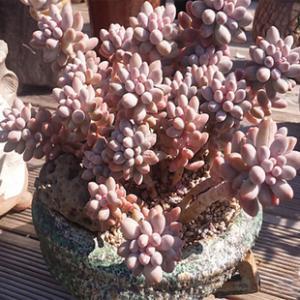 粉色多肉品種_粉色多肉花_粉色多肉怎么養(yǎng)