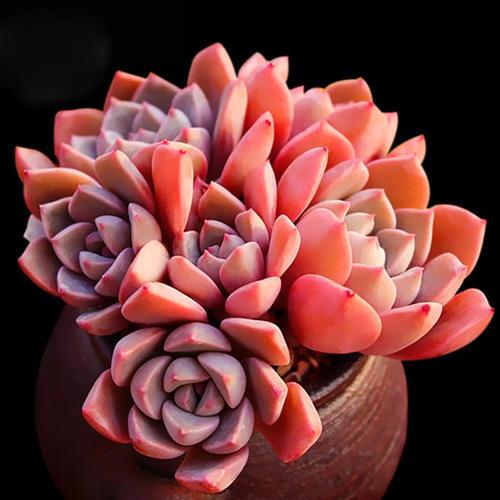 粉色多肉品種_粉色多肉花_粉色多肉怎么養(yǎng)