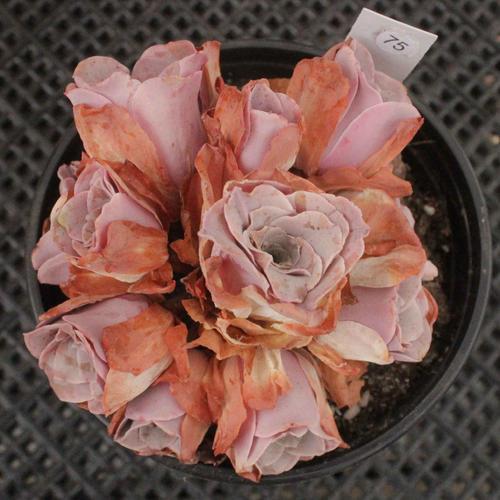 粉色多肉品種_粉色多肉花_粉色多肉怎么養(yǎng)