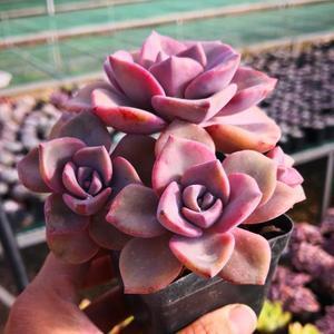 粉色多肉品種_粉色多肉花_粉色多肉怎么養(yǎng)