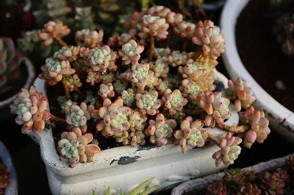 適合多肉的土壤_多肉花適合什么土壤_土壤多肉適合花盆栽嗎