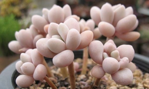 多肉花適合什么土壤_土壤多肉適合花盆栽嗎_適合多肉的土壤