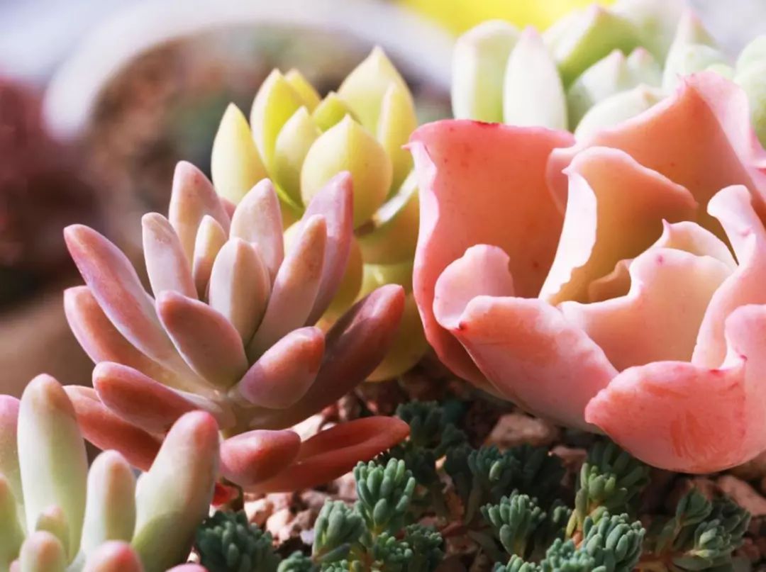 土壤多肉適合花盆栽嗎_適合多肉的土壤_多肉花適合什么土壤
