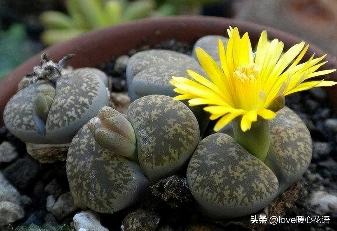 像花一樣的多肉植物_像花的多肉植物_形狀像花的多肉