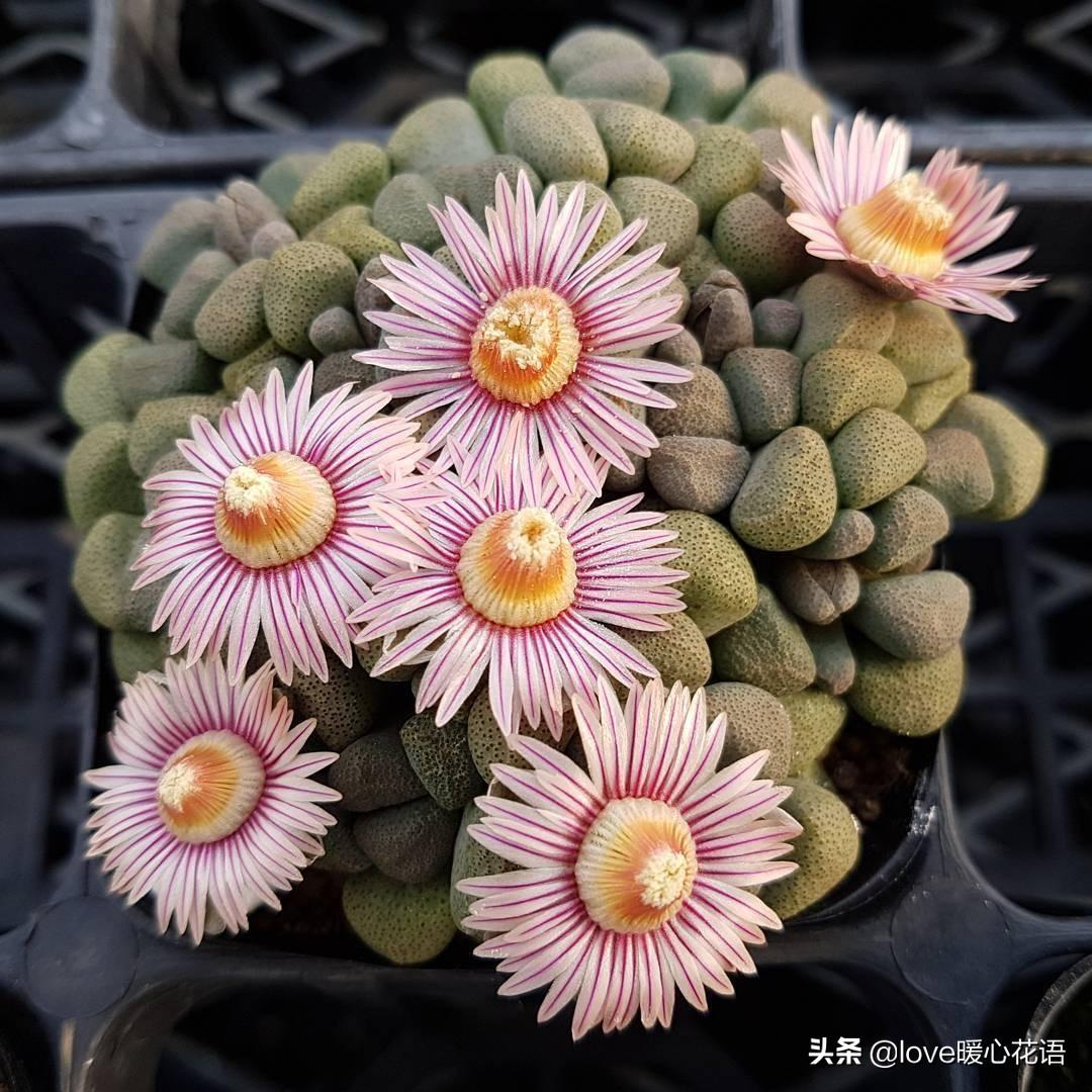 像花一樣的多肉植物_形狀像花的多肉_像花的多肉植物