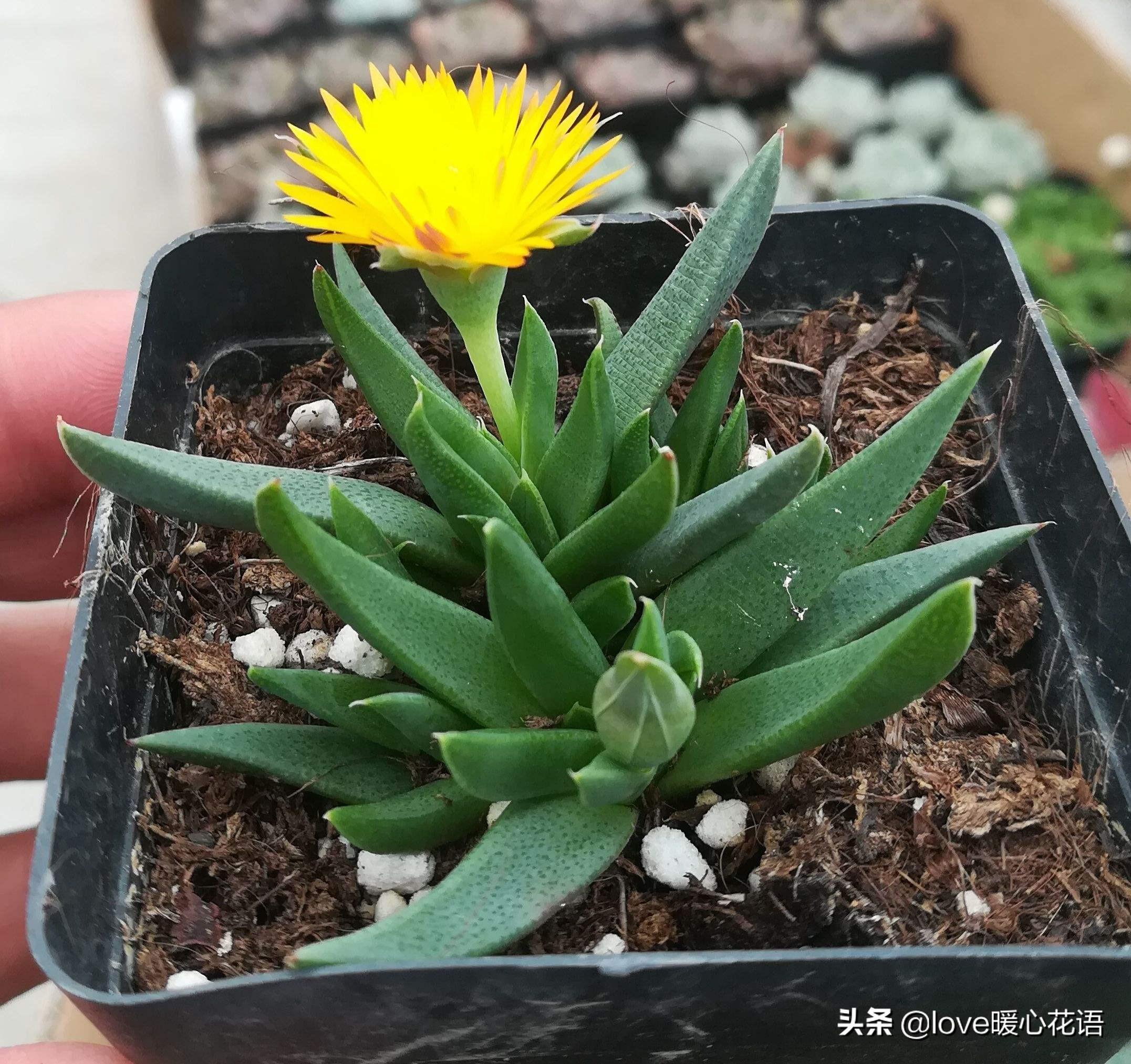 像花一樣的多肉植物_形狀像花的多肉_像花的多肉植物