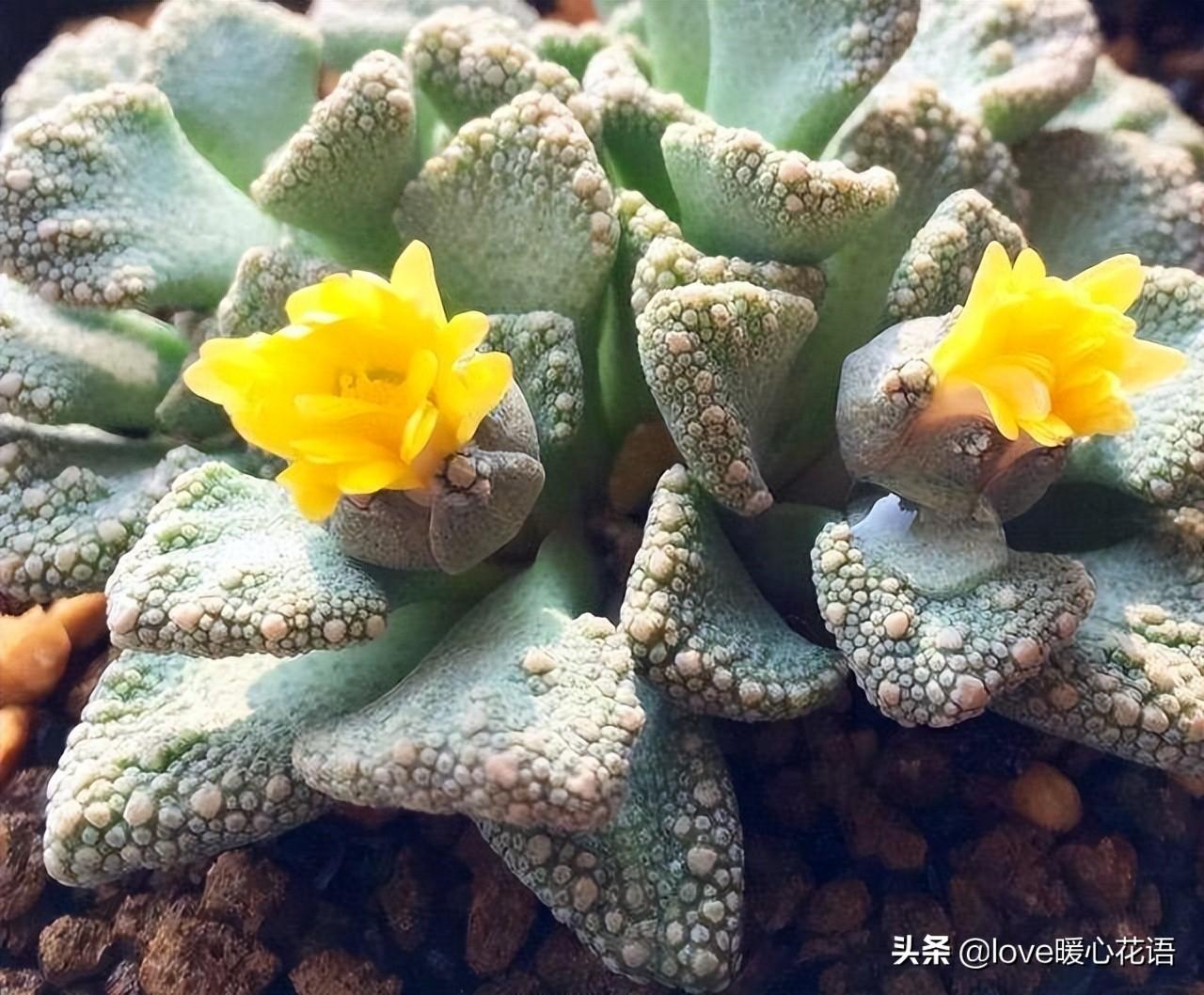 像花一樣的多肉植物_形狀像花的多肉_像花的多肉植物