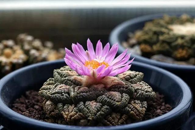 多肉仙人掌科植物有哪些_多肉仙人掌科植物有哪些_多肉仙人掌科植物有哪些