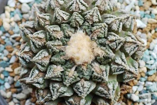 多肉仙人掌科植物有哪些_多肉仙人掌科植物有哪些_多肉仙人掌科植物有哪些