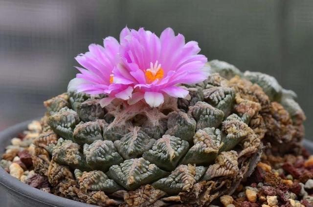 多肉仙人掌科植物有哪些_多肉仙人掌科植物有哪些_多肉仙人掌科植物有哪些