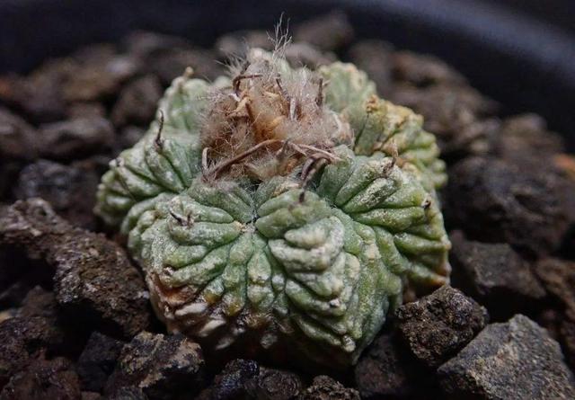 多肉仙人掌科植物有哪些_多肉仙人掌科植物有哪些_多肉仙人掌科植物有哪些