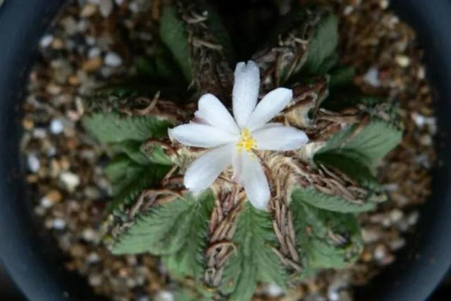 多肉仙人掌科植物有哪些_多肉仙人掌科植物有哪些_多肉仙人掌科植物有哪些