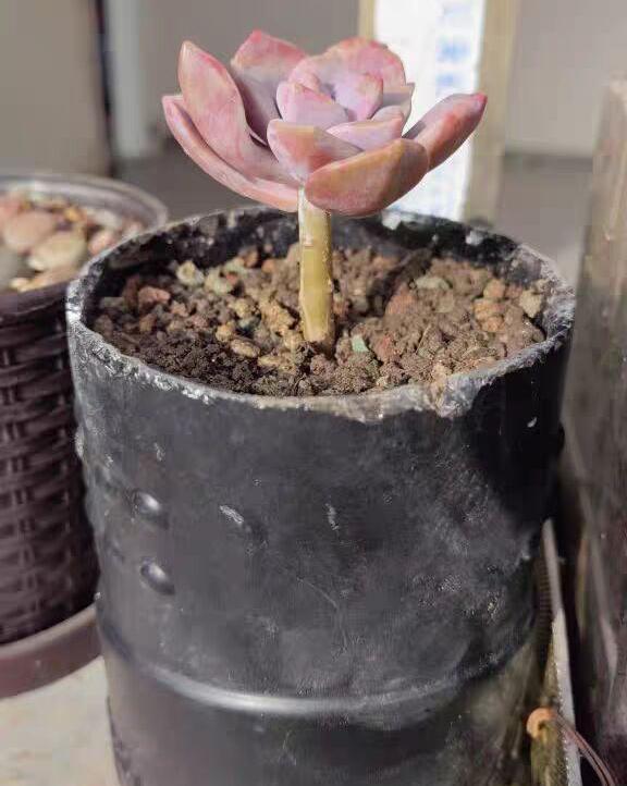 多肉最普通的有哪幾種_最普通的多肉植物_植物普通多肉圖片