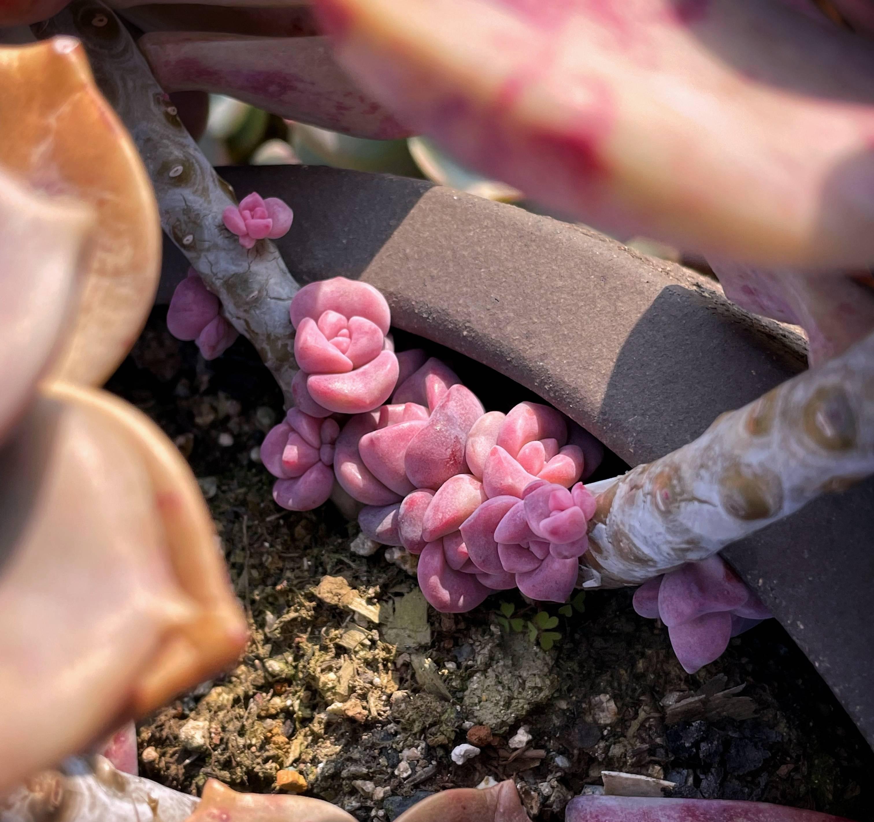 多肉最普通的有哪幾種_植物普通多肉圖片_最普通的多肉植物