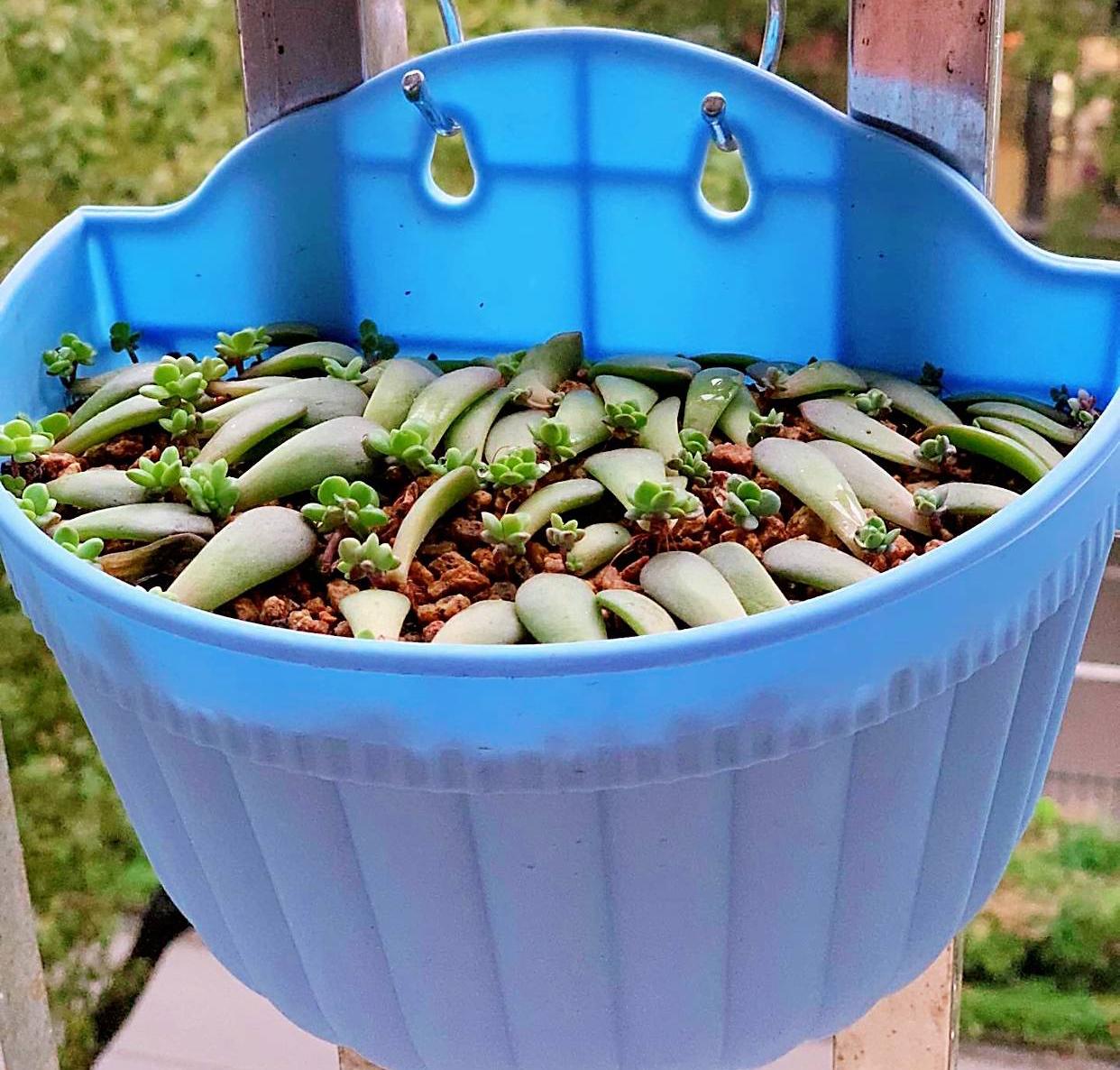 多肉最普通的有哪幾種_植物普通多肉圖片_最普通的多肉植物