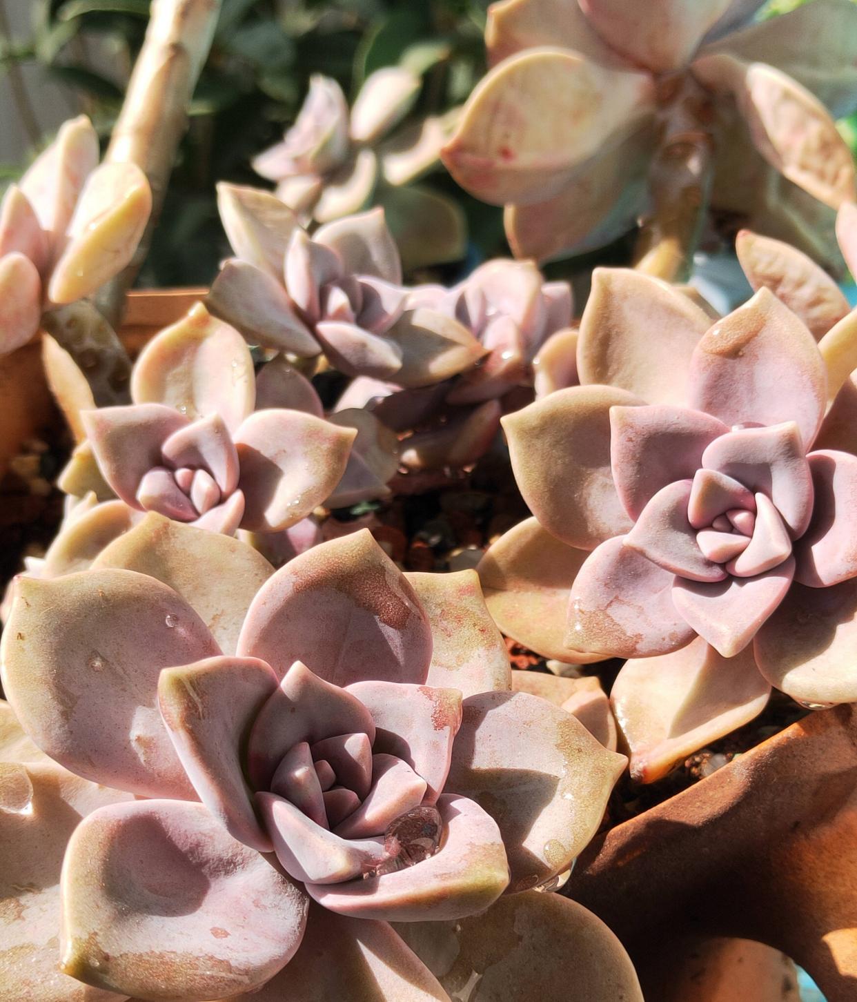 多肉最普通的有哪幾種_最普通的多肉植物_植物普通多肉圖片