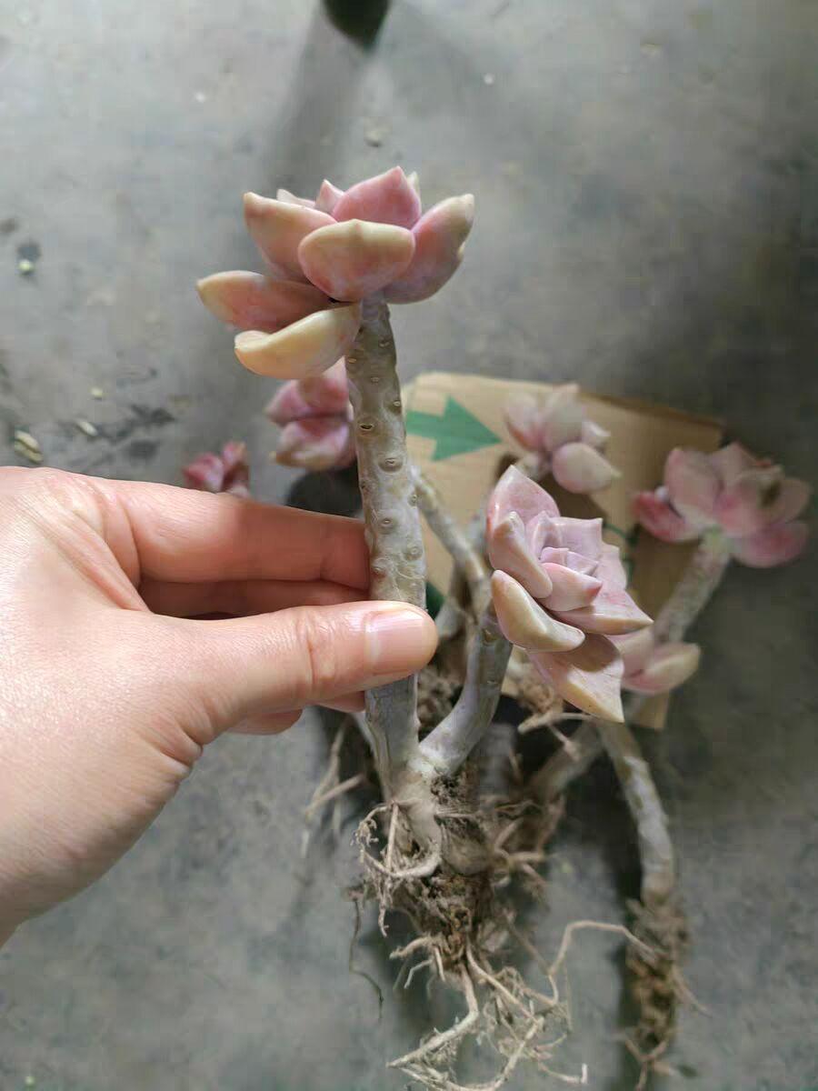 多肉最普通的有哪幾種_植物普通多肉圖片_最普通的多肉植物