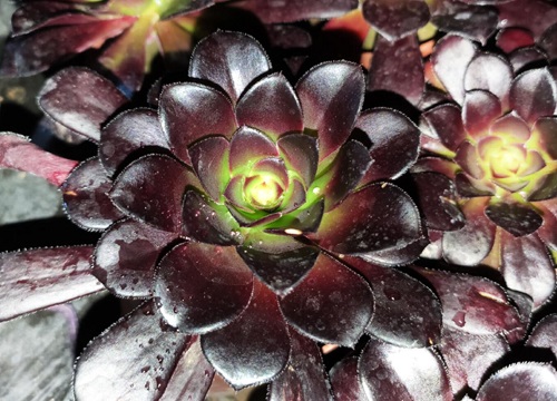 多肉植物叫什么花_多肉花的學(xué)名是什么_多肉花的別名叫什么