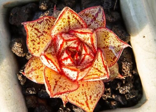 多肉花的學(xué)名是什么_多肉植物叫什么花_多肉花的別名叫什么