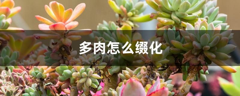 花店植物多肉好養(yǎng)嗎_多肉植物花店_多肉花店擺放設(shè)計圖片