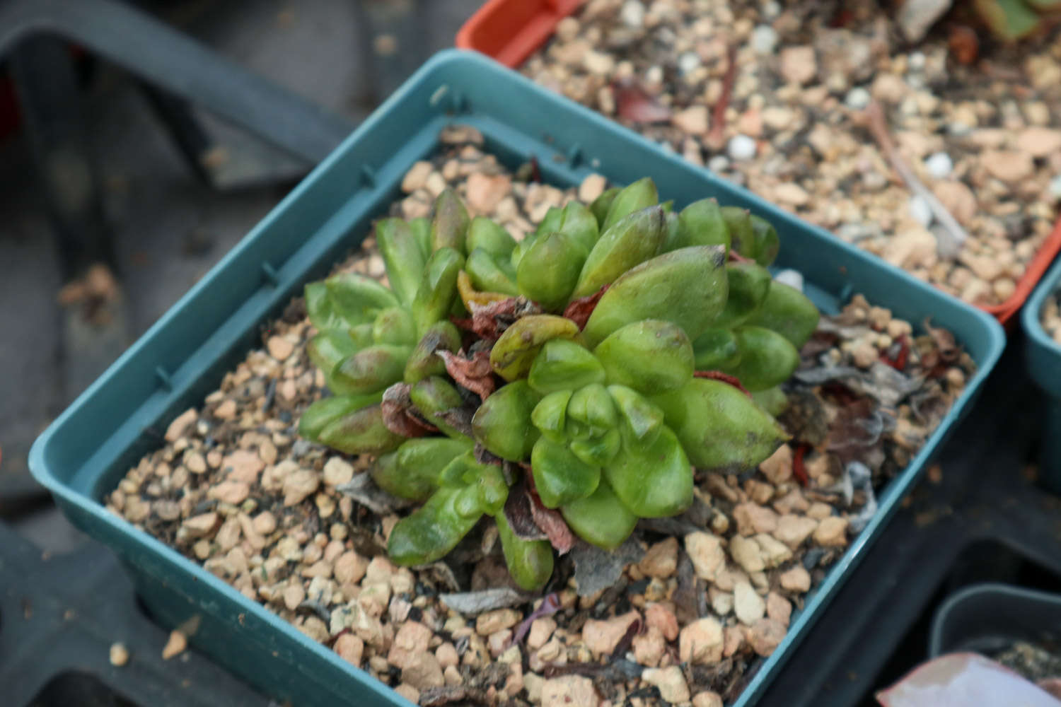 多肉花店擺放設(shè)計圖片_多肉植物花店_花店植物多肉好養(yǎng)嗎