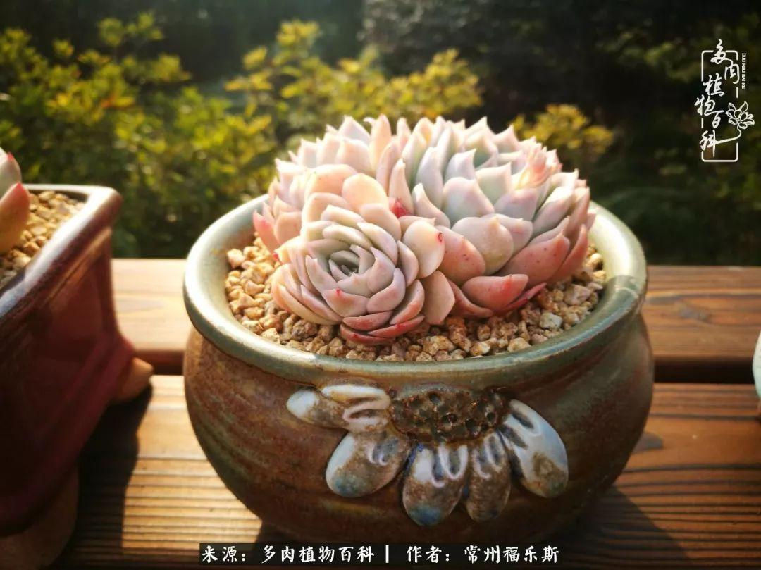植物種多肉是什么品種_多肉植物是植物嗎_多肉是一種什么植物?