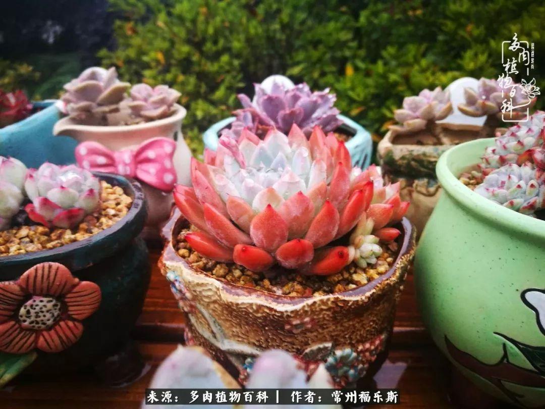 多肉是一種什么植物?_多肉植物是植物嗎_植物種多肉是什么品種