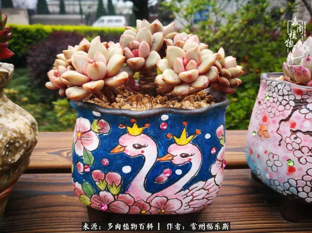 植物種多肉是什么品種_多肉植物是植物嗎_多肉是一種什么植物?