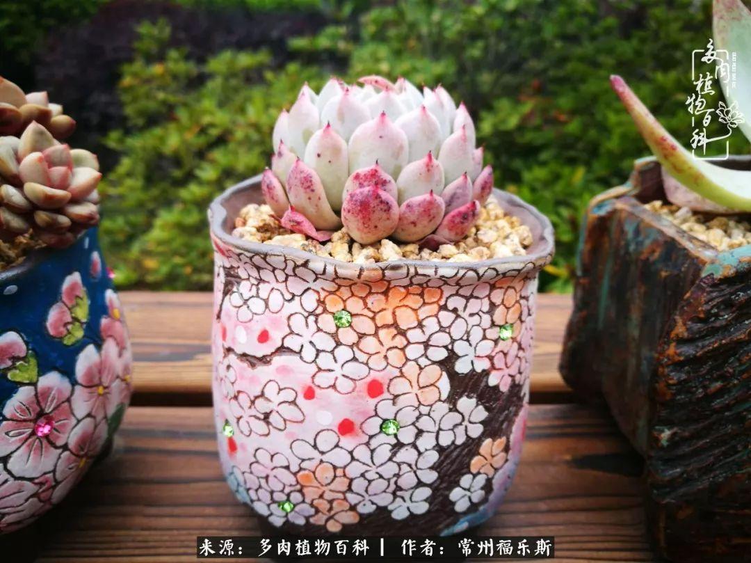 植物種多肉是什么品種_多肉植物是植物嗎_多肉是一種什么植物?