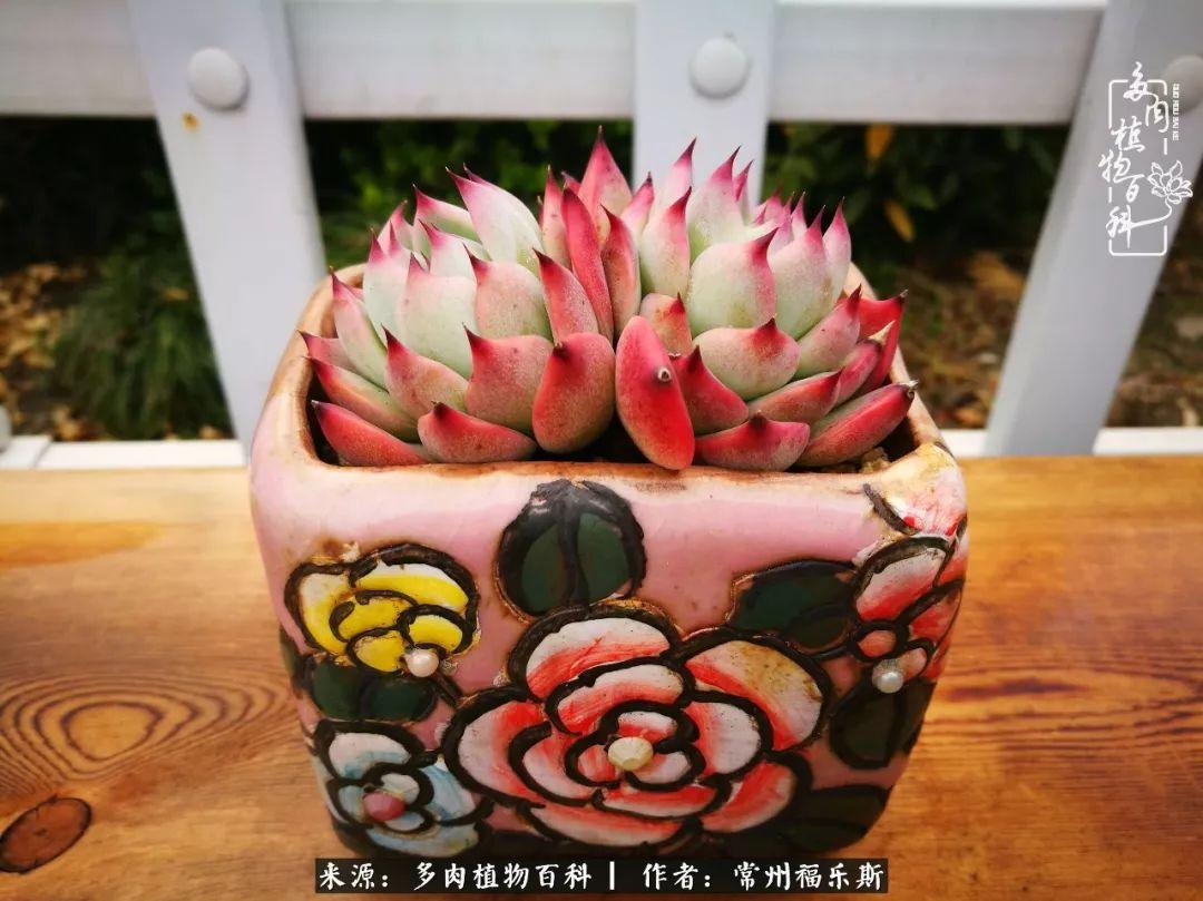 植物種多肉是什么品種_多肉植物是植物嗎_多肉是一種什么植物?