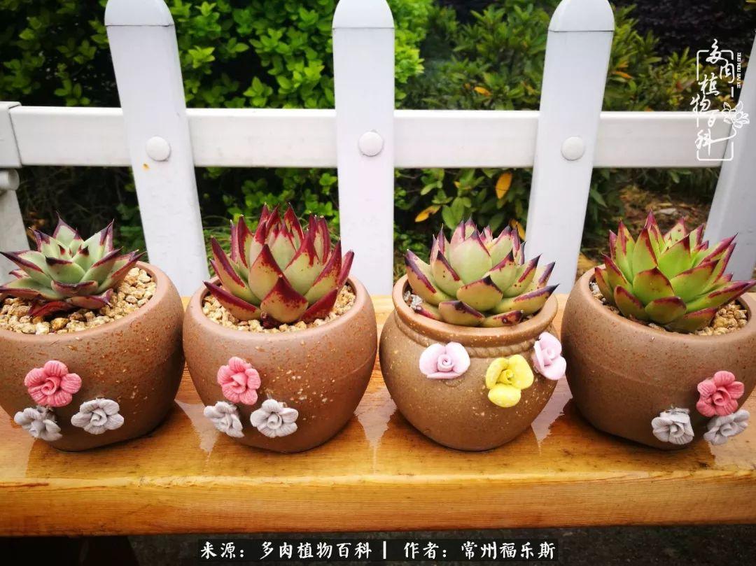 多肉是一種什么植物?_多肉植物是植物嗎_植物種多肉是什么品種