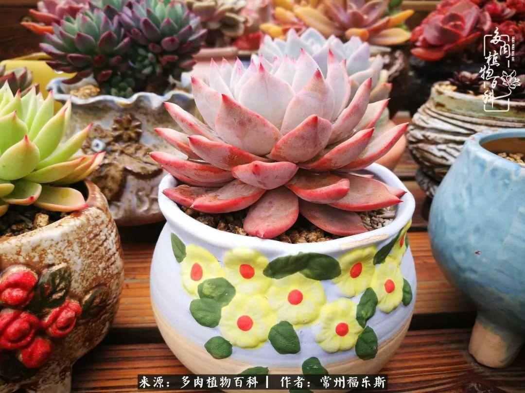 多肉植物是植物嗎_多肉是一種什么植物?_植物種多肉是什么品種