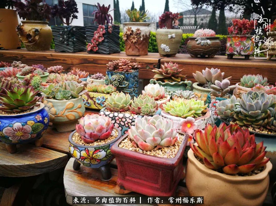 植物種多肉是什么品種_多肉植物是植物嗎_多肉是一種什么植物?