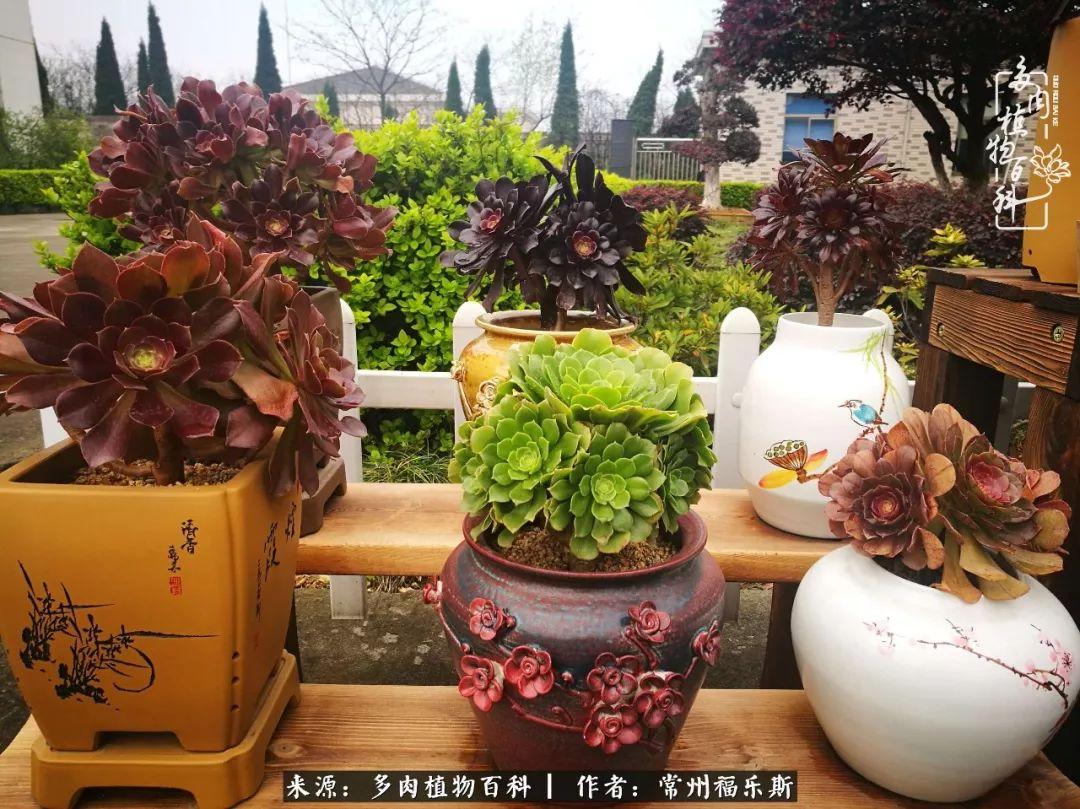 多肉植物是植物嗎_植物種多肉是什么品種_多肉是一種什么植物?