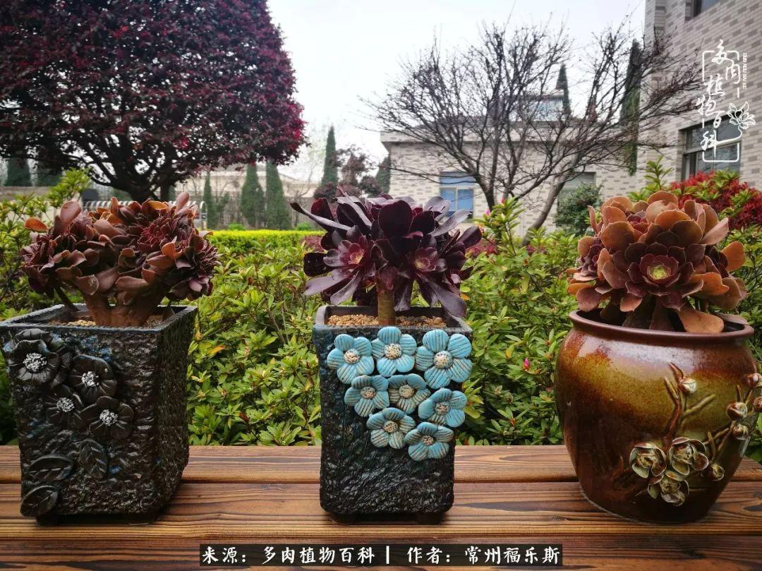 多肉是一種什么植物?_植物種多肉是什么品種_多肉植物是植物嗎