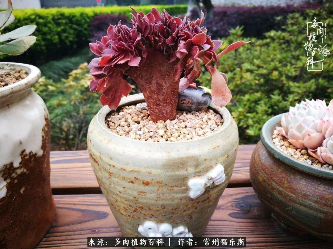 植物種多肉是什么品種_多肉植物是植物嗎_多肉是一種什么植物?