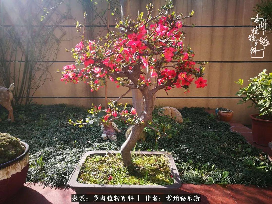 多肉是一種什么植物?_多肉植物是植物嗎_植物種多肉是什么品種