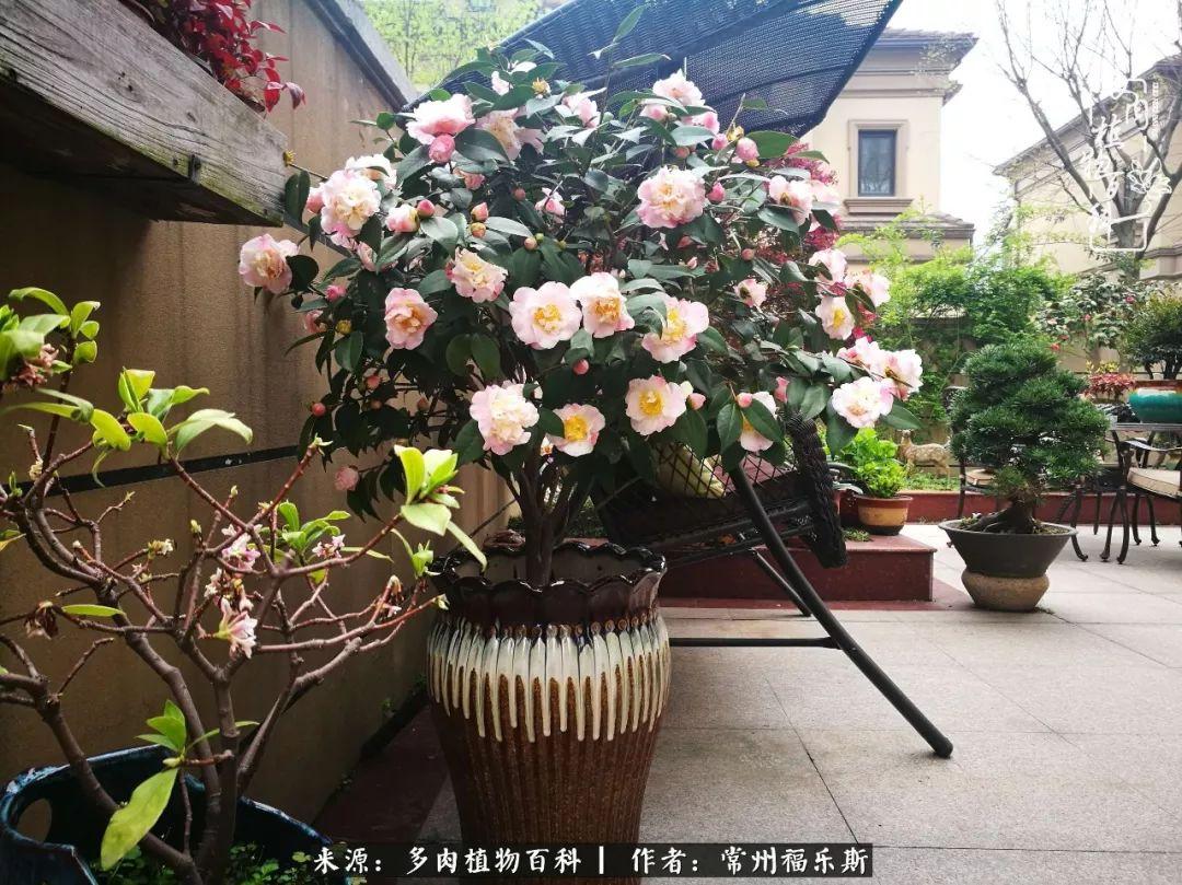 多肉植物是植物嗎_多肉是一種什么植物?_植物種多肉是什么品種