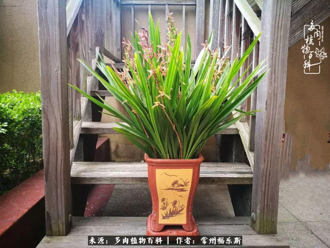 多肉植物是植物嗎_多肉是一種什么植物?_植物種多肉是什么品種